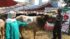 Sapi Bima Qurban 2017 Di Jakarta Kode : 61 Call Wa 085959000634