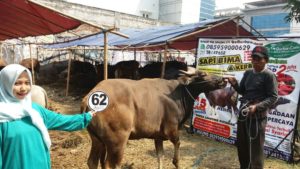 Sapi Bima Qurban 2017 Di Jakarta Kode : 62 Call Wa 085959000634