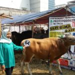 Sapi Bima Qurban 2017 Di Jakarta Kode : 68 Call Wa 085959000634