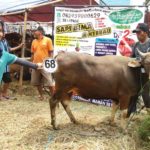 Sapi Bima Qurban 2017 Di Jakarta Kode : 68 Call Wa 085959000634