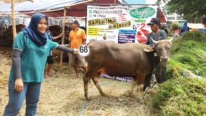 Sapi Bima Qurban 2017 Di Jakarta Kode : 68 Call Wa 085959000634