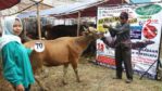 Sapi Bima Qurban 2017 Di Jakarta Kode : 70 Call Wa 085959000634