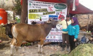 Sapi Bima Qurban 2017 Di Jakarta Kode : 75 Call Wa 085959000634