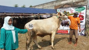 Sapi Bima Qurban 2017 Di Jakarta Kode : 86 Call Wa 085959000634