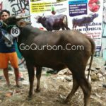 Sapi Bima Qurban 2017 Di Jakarta Kode : 86 Call Wa 085959000634