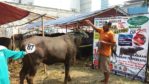 Sapi Bima Qurban 2017 Di Jakarta Kode : 87 Call Wa 085959000634