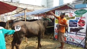 Sapi Bima Qurban 2017 Di Jakarta Kode : 87 Call Wa 085959000634