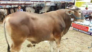 Sapi Bima Qurban 2017 Di Jakarta Kode : 88 Call Wa 085959000634