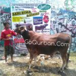 Sapi Bima Qurban 2017 Di Jakarta Kode : 86 Call Wa 085959000634