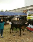 Sapi Bima Qurban 2017 Di Jakarta Kode : 111 Call Wa 085959000634