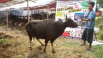 Sapi Bima Qurban 2017 Di Jakarta Kode : 116 Call Wa 085959000634