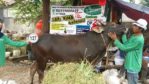 Sapi Bima Qurban 2017 Di Jakarta Kode : 127 Call Wa 085959000634