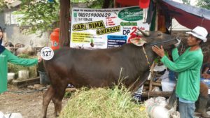 Sapi Bima Qurban 2017 Di Jakarta Kode : 127 Call Wa 085959000634