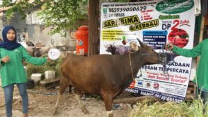 Sapi Bima Qurban 2017 Di Jakarta Kode : 128 Call Wa 085959000634