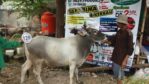 Sapi Bima Qurban 2017 Di Jakarta Kode : 129 Call Wa 085959000634