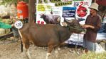 Sapi Bima Qurban 2017 Di Jakarta Kode : 130 Call Wa 085959000634