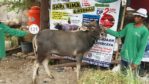 Sapi Bima Qurban 2017 Di Jakarta Kode : 131 Call Wa 085959000634