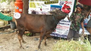 Sapi Bima Qurban 2017 Di Jakarta Kode : 134 Call Wa 085959000634