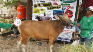 Sapi Bima Qurban 2017 Di Jakarta Kode : 135 Call Wa 085959000634