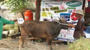 Sapi Bima Qurban 2017 Di Jakarta Kode : 136 Call Wa 085959000634