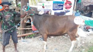 Sapi Bima Qurban 2017 Di Jakarta Kode : 139 Call Wa 085959000634