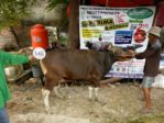 Sapi Bima Qurban 2017 Di Jakarta Kode : 140 Call Wa 085959000634