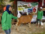 Sapi Bima Qurban 2017 Di Jakarta Kode : 141 Call Wa 085959000634