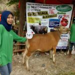 Sapi Bima Qurban 2017 Di Jakarta Kode : 141 Call Wa 085959000634