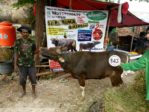 Sapi Bima Qurban 2017 Di Jakarta Kode : 143 Call Wa 085959000634