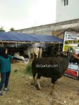 Sapi Bima Qurban 2017 Di Jakarta Kode : 18 Call Wa 085959000634