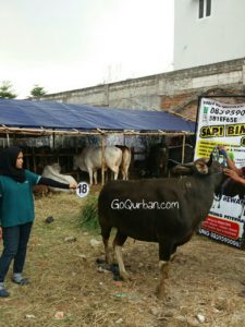 Sapi Bima Qurban 2017 Di Jakarta Kode : 18 Call Wa 085959000634