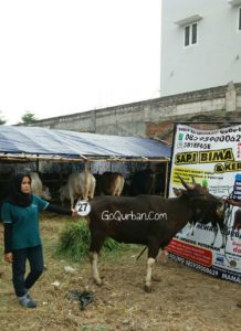 Sapi Bima Qurban 2017 Di Jakarta Kode : 27 Call Wa 085959000634