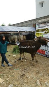 Sapi Bima Qurban 2017 Di Jakarta Kode : 28 Call Wa 085959000634