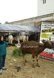 Sapi Bima Qurban 2017 Di Jakarta Kode : 29 Call Wa 085959000634