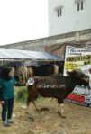 Sapi Bima Qurban 2017 Di Jakarta Kode : 30 Call Wa 085959000634