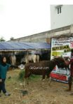 Sapi Bima Qurban 2017 Di Jakarta Kode : 32 Call Wa 085959000634