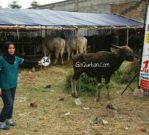 Sapi Bima Qurban 2017 Di Jakarta Kode : 34 Call Wa 085959000634