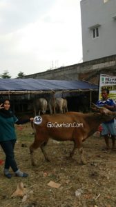 Sapi Bima Qurban 2017 Di Jakarta Kode : 42 Call Wa 085959000634