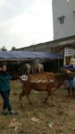 Sapi Bima Qurban 2017 Di Jakarta Kode : 42 Call Wa 085959000634