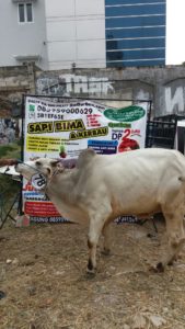 Sapi Bima Qurban 2017 Di Jakarta Kode : 78 Call Wa 085959000634