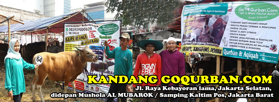 Kambing Qurban 2021 dan Domba Qurban 2021 Serta Sapi dan Kerbau Qurban 2021 di LapakQurban.com SOLUSI QURBAN DI SAAT PPKM DARURAT pusat penjualan hewan qurban seperti sapi qurban, domba, kambing di jakarta bogor depok tangerang bekasi murah sehat dan praktis