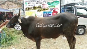 Sapi Bima Qurban 2017 di Jakarta kode : 100 call wa 085959000634