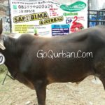 Sapi Bima Qurban 2017 di Jakarta kode : 41 call wa 085959000634