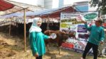 Sapi Bima Qurban 2017 di Jakarta kode : 101 call wa 085959000634