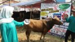 Sapi Bima Qurban 2017 di Jakarta kode : 102 call wa 085959000634