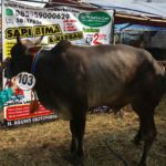 Sapi Bima Qurban 2017 di Jakarta kode : 103 call wa 085959000634