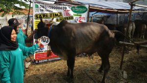 Sapi Bima Qurban 2017 di Jakarta kode : 103 call wa 085959000634