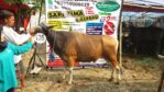 Sapi Bima Qurban 2017 di Jakarta kode : 105 call wa 085959000634