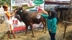 Sapi Bima Qurban 2017 di Jakarta kode : 107 call wa 085959000634