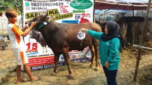 Sapi Bima Qurban 2017 di Jakarta kode : 107 call wa 085959000634